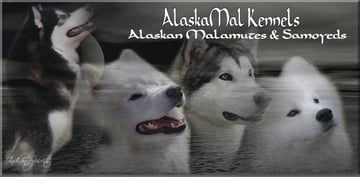 Alaskamal Kennels