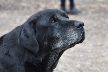 Zenchel - Labrador Retriever Breeder, Victoria 