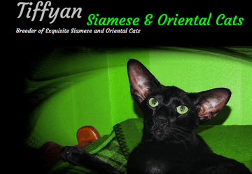 Tiffyan Cats - Siamese and Oriental Cat Breeder - Launceston, TAS