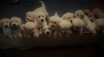 SHAMROTHGOLD Golden Retrievers