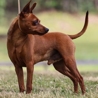 EllDees Miniature Pinschers