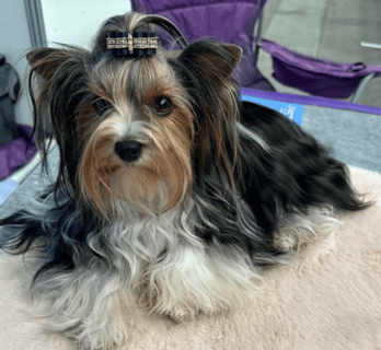 Mikath Biewer Terriers