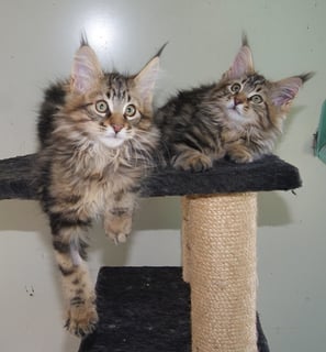 Ghostgum Cattery - Maine Coon Cat Breeder - Queensland