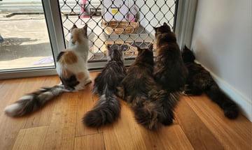 DREAMCOONS MAINE COONS, SYDNEY NSW