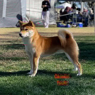 Okiniiri Shiba Inu