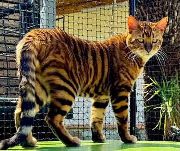 Genesis Wild Look Pets- Waghoba Toygers