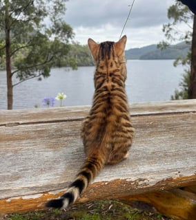 Genesis Wild Look Pets- Waghoba Toygers