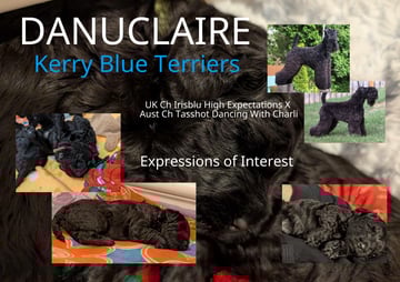 DANUCLAIRE KERRY BLUE TERRIERS