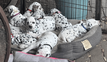 SpotzNpoints Dalmatians 