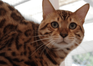 Cat Empire Bengals - Bengal Cat Breeder - Sunshine Coast, Queensland