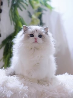 ANIBELL RAGDOLLS