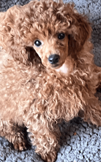 Toy Poodle Breeder Melbourne
