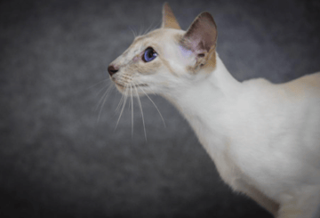 Katrajulis Breeder of Siamese and Oriental Cats