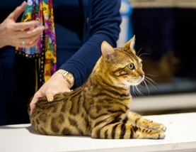 Aussieposhpaws Bengals - Bengal Cat Breeder - Brisbane, Queensland