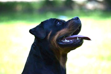 Nowstarin Rottweilers Australia