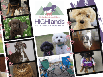Highlands Veterinary Hospital - Braemar NSW