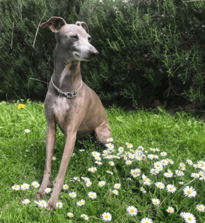 LAEXOTICA KENNELS - Italian Greyhound Breeder - South Australia