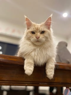 East Maines Cattery, Melbourne, Maine Coon Breeder