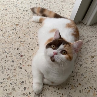 Cuddleton British Shorthairs