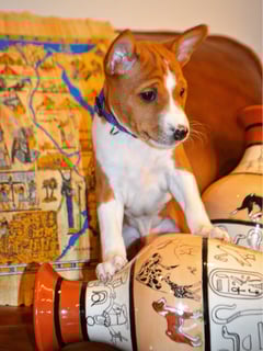 REDTRI BASENJIS