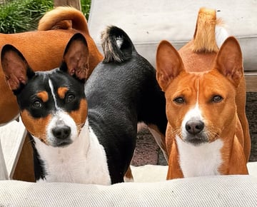 REDTRI BASENJIS