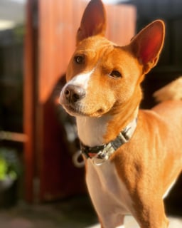 REDTRI BASENJIS
