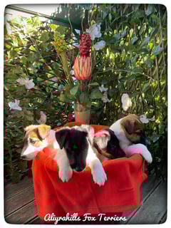 Aliyrahills Smooth Fox Terriers 