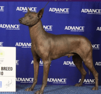 Xioma Dogs - Chinese Crested Dog & Peruvian Hairless Dog Breeder - Adelaide