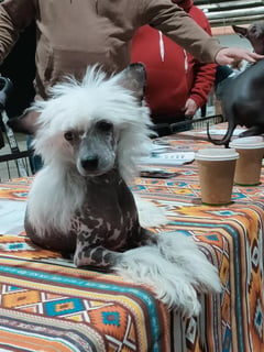 Xioma Kennels - Chinese Crested Dog & Peruvian Hairless Dog Breeder - Adelaide