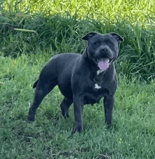 LAEXOTICA Kennels - Staffordshire Bull Terrier Breeder - South Australia