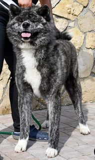  Japanese Inu AKIHO 