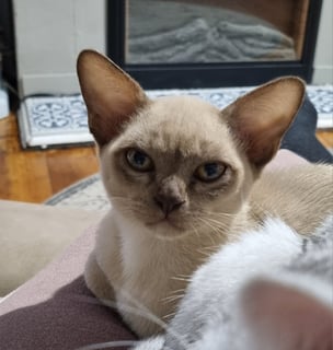 Bohempress Burmese
