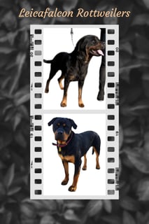 LEICAFALCON ROTTWEILERS 