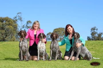 Sevoier - German Shorthaired Pointer Breeder - Adelaide Hills, SA