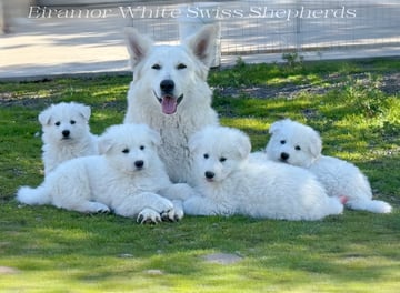 Eiramor White Swiss Shepherds
