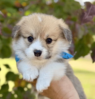 Griffinspark Corgi’s 