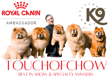 Touchofchow Chow Chows - Adelaide, SA