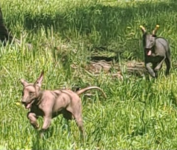 TIKTOK Peruvian primitive dogs