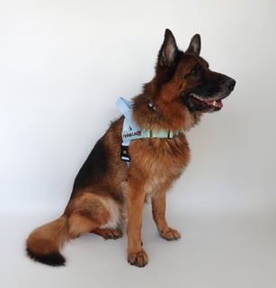 Zoopeez - Personalised Products for Pets