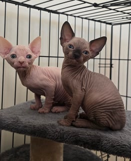 BOYS LUXE CATZ - Sphynx Cat Breeder - Brisbane, QLD