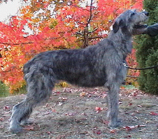 Tirowen Kennels - Irish Wolfhound Breeder - Adelaide, South Australia