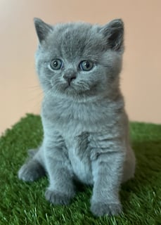 Barclay British Shorthairs