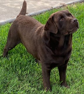 Paskarla Labrador Retrievers Paskarla Labrador Retrievers