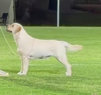 Desiree - Gspadeb Labradors Gspadeb Labrador Retrievers