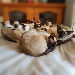 Kalinya clan Kalinya Cattery -