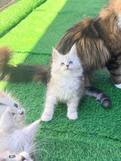 Limerence Maine Coons Limerence Maine Coons