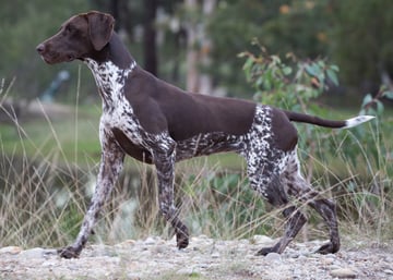 Fenrik German Shorthaired Pointers