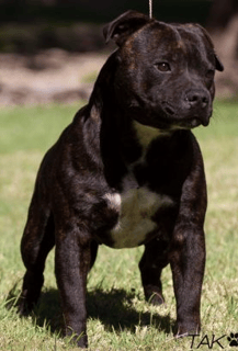 Slavestaff Kennels - Staffordshire Bull Terrier Breeder - Rockhampton, QLD