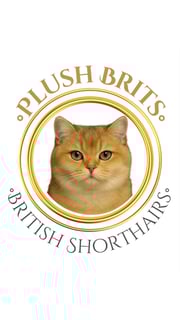 Plush Brits - British Shorthair Cat Breeder - Melbourne, VIC Plush Brits - British Shorthair Cat Breeder - Melbourne, VIC