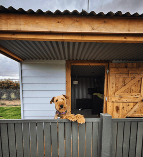 Merriedale Airedales